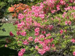 Rhododendron, Rosy Lights Azalea
