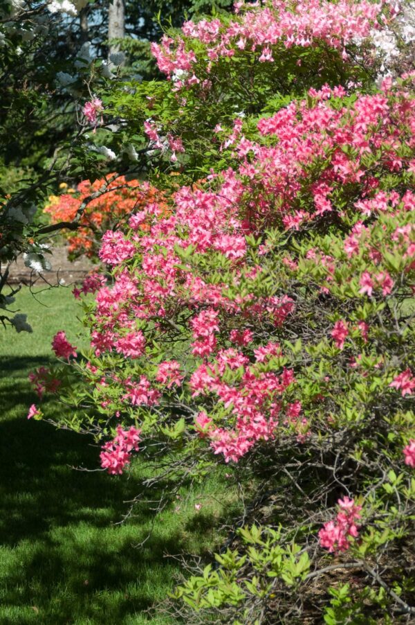 Rhododendron, Rosy Lights Azalea