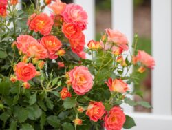 Rose, Easy Elegance® Coral Cove