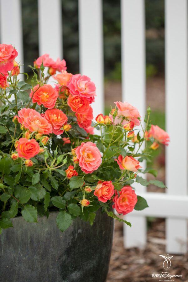 Rose, Easy Elegance® Coral Cove