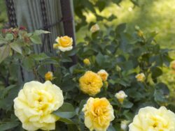 Rose, Easy Elegance® High Voltage