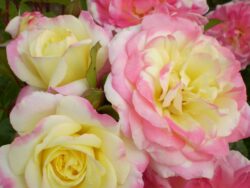 Rose, Easy Elegance® Music Box