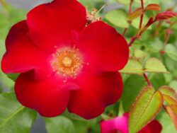 Rose, Easy Elegance® Screaming Neon Red