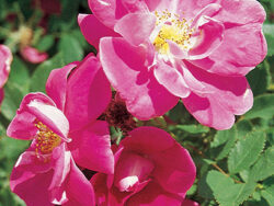 Rose, William Baffin