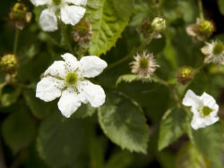 Blackberry, Bushel and Berry® Baby Cakes®
