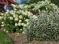 Willow, Sageleaf Iceberg Alley