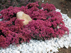 Sedum, Sunsparkler® Dazzleberry