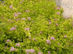 Spirea, First Editions® Sundrop