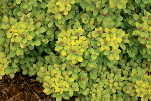 Spirea, Birchleaf Glow Girl®
