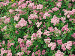 Spirea, Little Princess