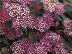 Spirea, Neon Flash