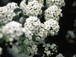 Spirea, Renaissance Bridalwreath