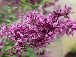 Lilac, Bloomerang® Dark Purple