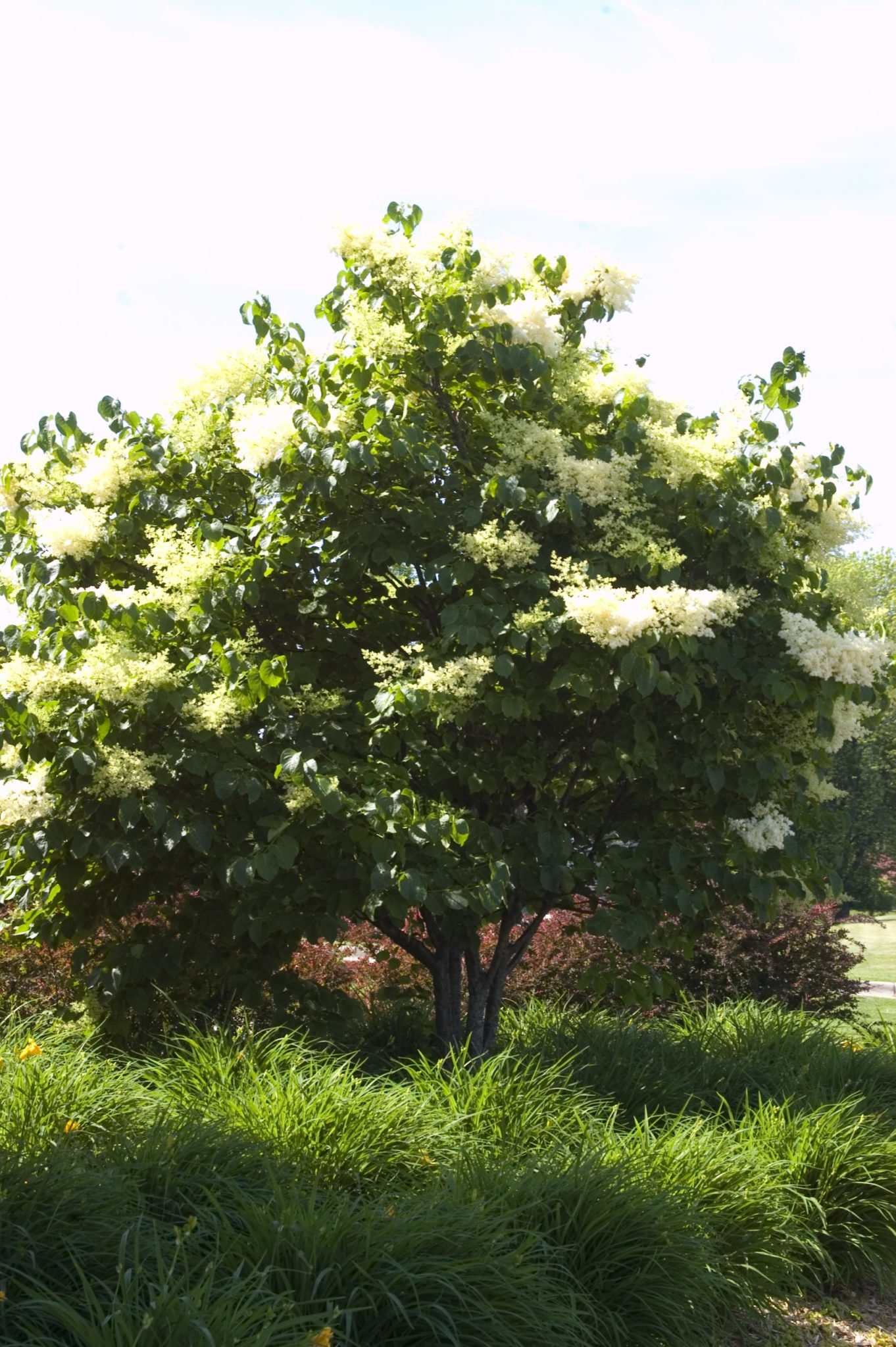 Lilac Tree, Japanese - A+ Garden Center | Duluth, Minnesota | Plants ...