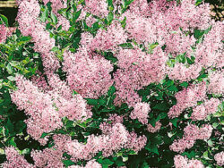 Lilac, Miss Kim Korean