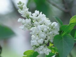 Lilac, Common White