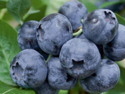 Blueberry, St. Cloud