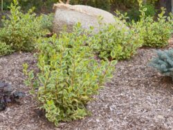 Weigela, First Editions® Rainbow Sensation