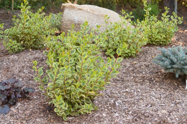 Weigela, First Editions® Rainbow Sensation