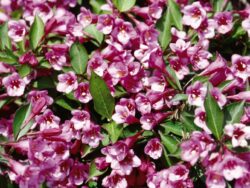Weigela, Minuet