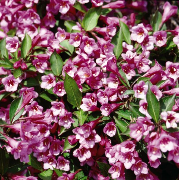 Weigela, Minuet