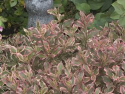 Weigela, My Monet®