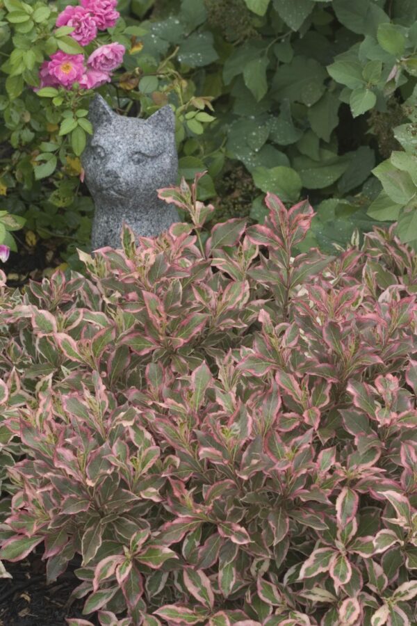 Weigela, My Monet®