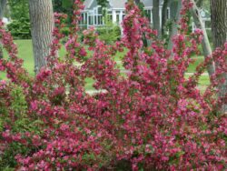 Weigela, Pink Sonic Bloom®