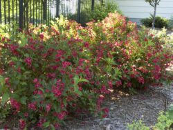 Weigela, Red Prince