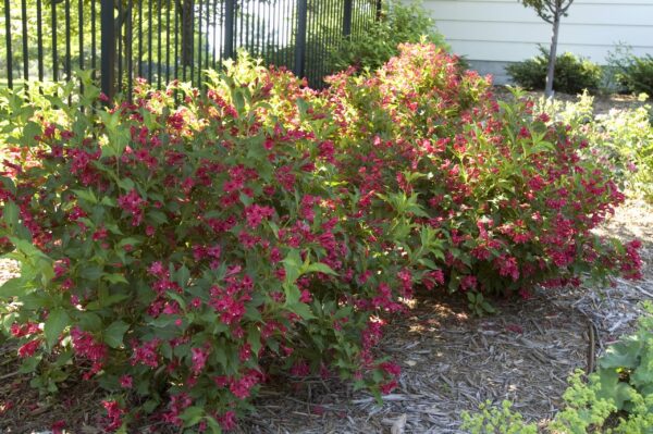 Weigela, Red Prince