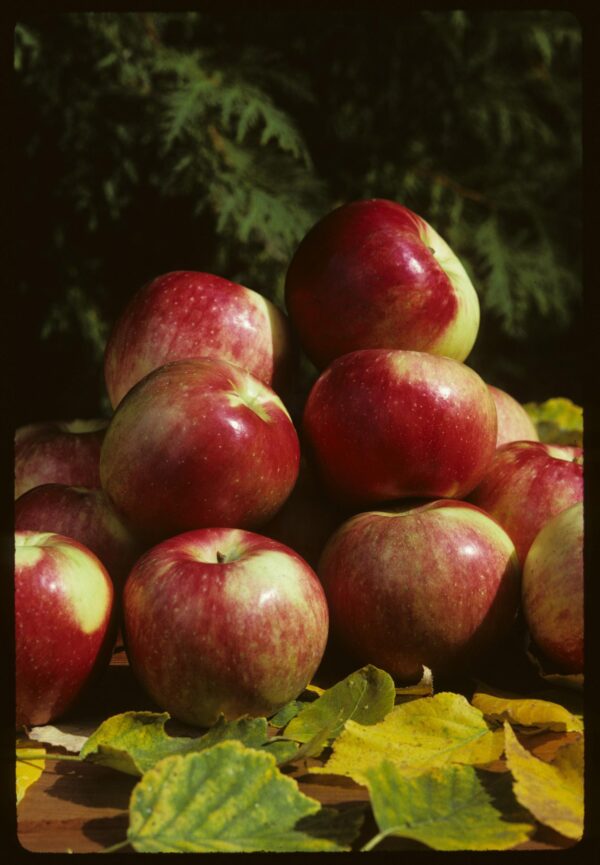 Apple, Zestar®