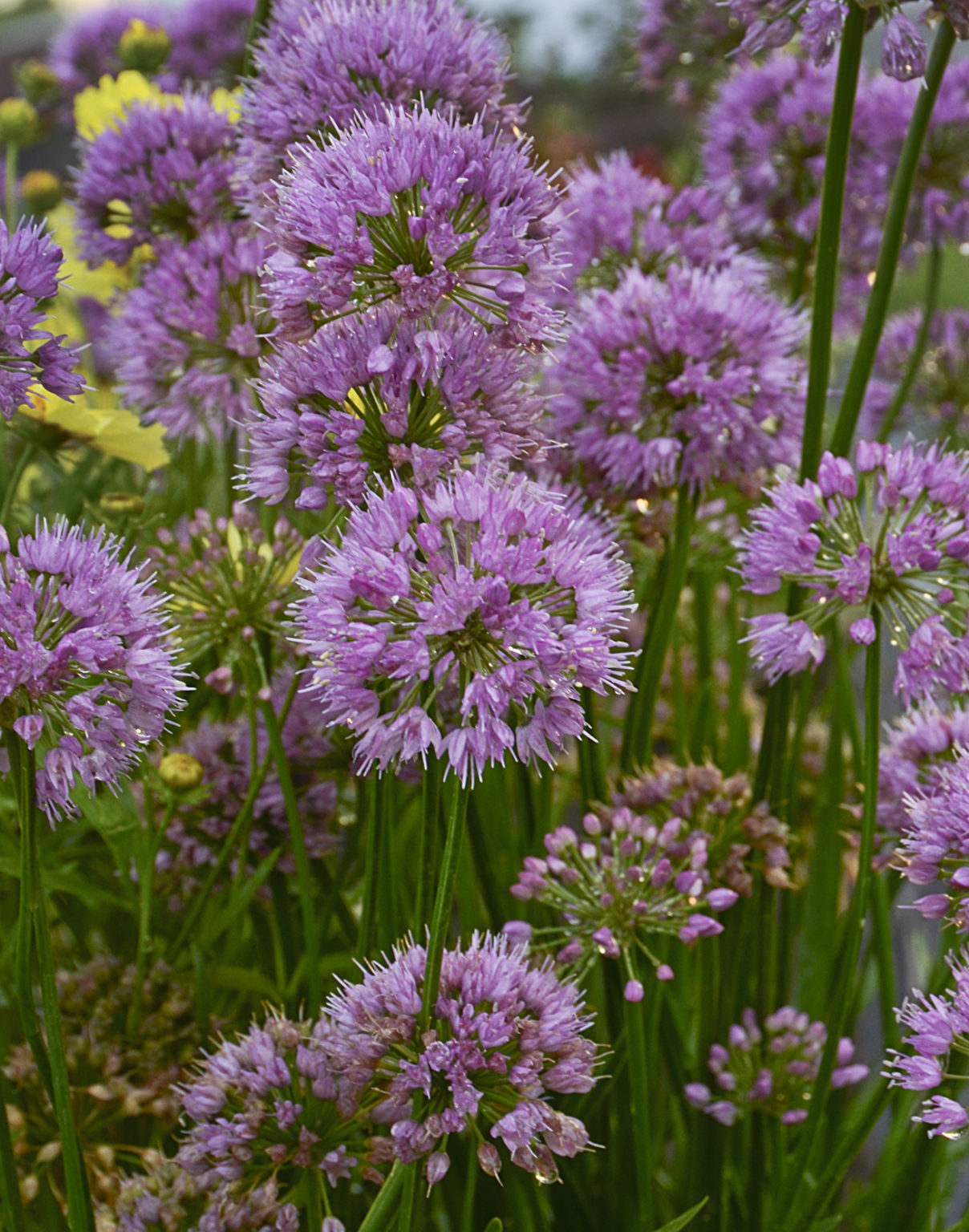 Ornamental Onion, Millenium - A+ Garden Center | Duluth, Minnesota ...