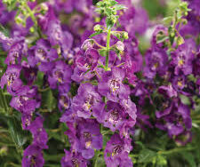 Angelonia Angelface, Assorted