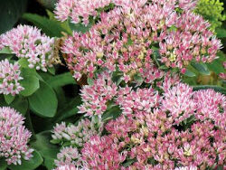 Stonecrop, Maximum Autumn Fire