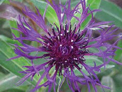 Bachelor Button, Amethyst Dream