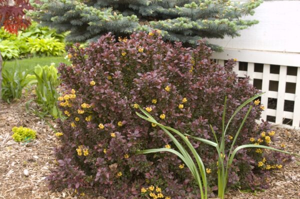 Barberry, Japanese Concorde