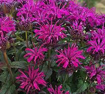 Bee Balm, Sugar Buzz Rockin Raspberry