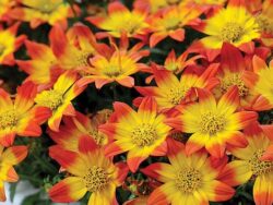 Bidens, Assorted