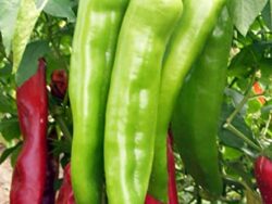 Pepper, Hot Big Chili