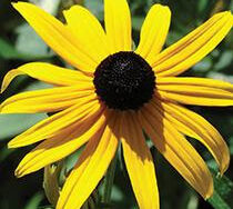 Black Eyed Susan, Goldstrum