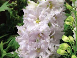 Delphinium, Magic Fountains Cherry Blossom/White Bee