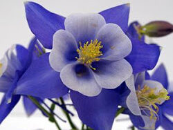 Columbine, Swan Blue and White