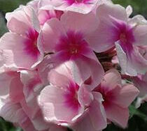 Phlox (Garden), Bright Eyes
