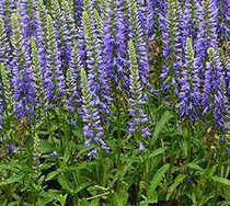 Veronica Hybrida Blue Sprite