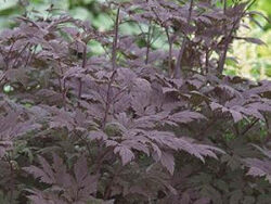 Bugbane, Hillside Black Beauty