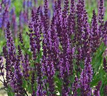 Garden Sage, Bumble Bumbleberry