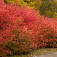 burning-bush-scaled-1.jpg