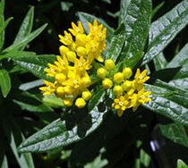Milkweed (Butterfly), Hello Yellow