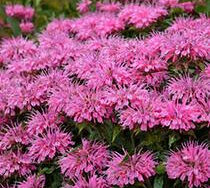Bee Balm, Sugar Buzz Bubblegum Blast
