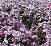 Phlox (Creeping), Candy Stripes